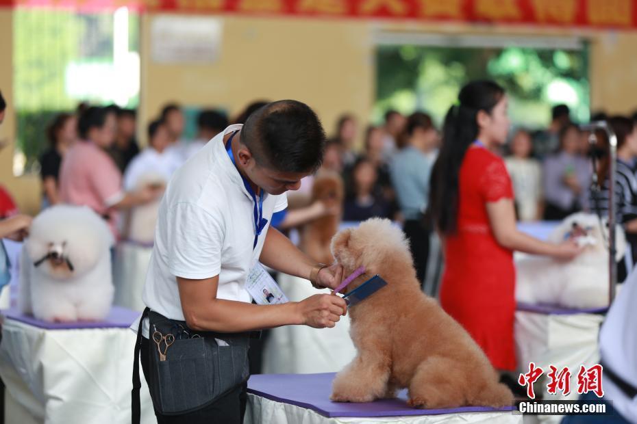 寵物美容師創(chuàng)意大賽 180多條寵物狗“比美”