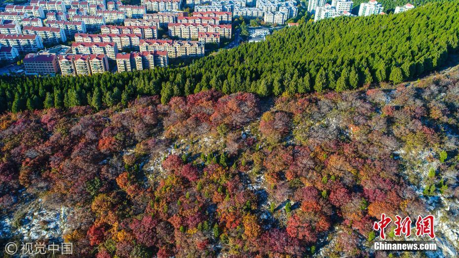 濟(jì)南現(xiàn)“半山青松半山紅”奇景