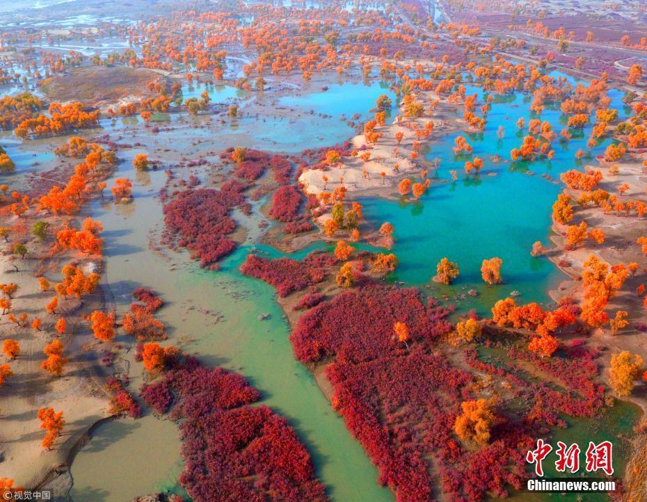 新疆塔里木現(xiàn)五彩斑斕秋景 胡楊林一片金黃