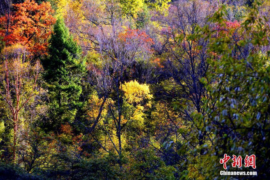 四川理縣秋日紅葉 美景如畫(huà)