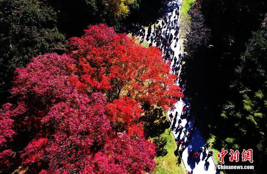 江西廬山進(jìn)入紅楓最佳觀賞期 吸引游客紛至沓來(lái)