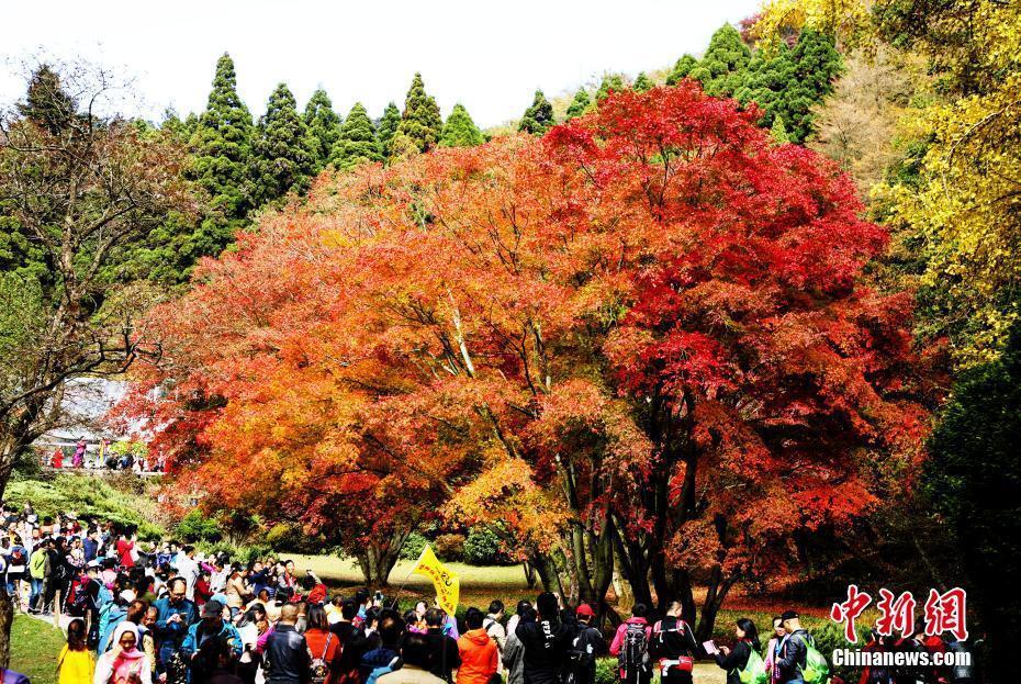 江西廬山進入紅楓最佳觀賞期 吸引游客紛至沓來