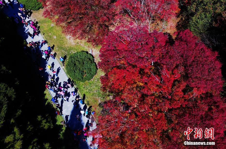 江西廬山進(jìn)入紅楓最佳觀賞期 吸引游客紛至沓來(lái)