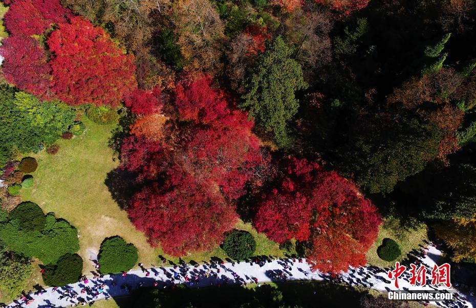 江西廬山進入紅楓最佳觀賞期 吸引游客紛至沓來