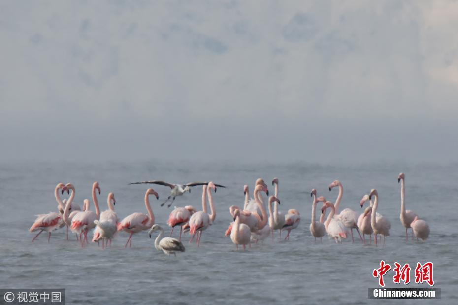 火烈鳥從北非飛往伊朗過冬 途經(jīng)土耳其“歇歇腳”