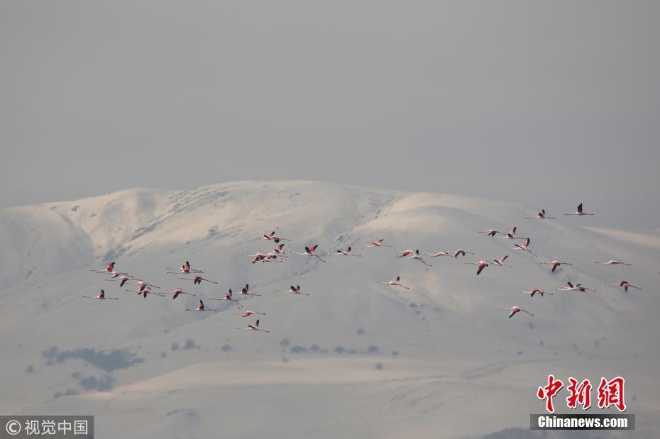 火烈鳥從北非飛往伊朗過冬 途經(jīng)土耳其“歇歇腳”