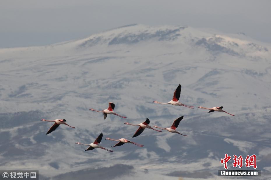 火烈鳥從北非飛往伊朗過冬 途經(jīng)土耳其“歇歇腳”