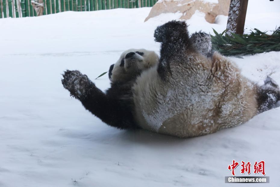 大熊猫"思嘉"雪中撒欢打滚儿萌态百出