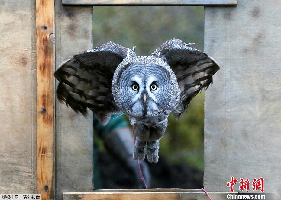 【2017年終特刊動物篇】戲精的誕生