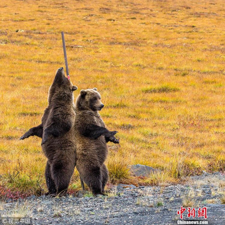 【2017年終特刊動物篇】戲精的誕生