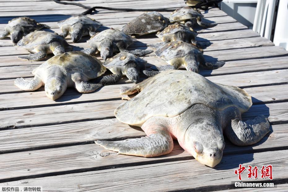 美国佛罗里达州遭寒流侵袭 海龟鬣蜥被冻僵