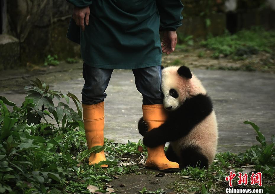 重庆动物园大熊猫幼仔紧抱饲养员大腿卖萌