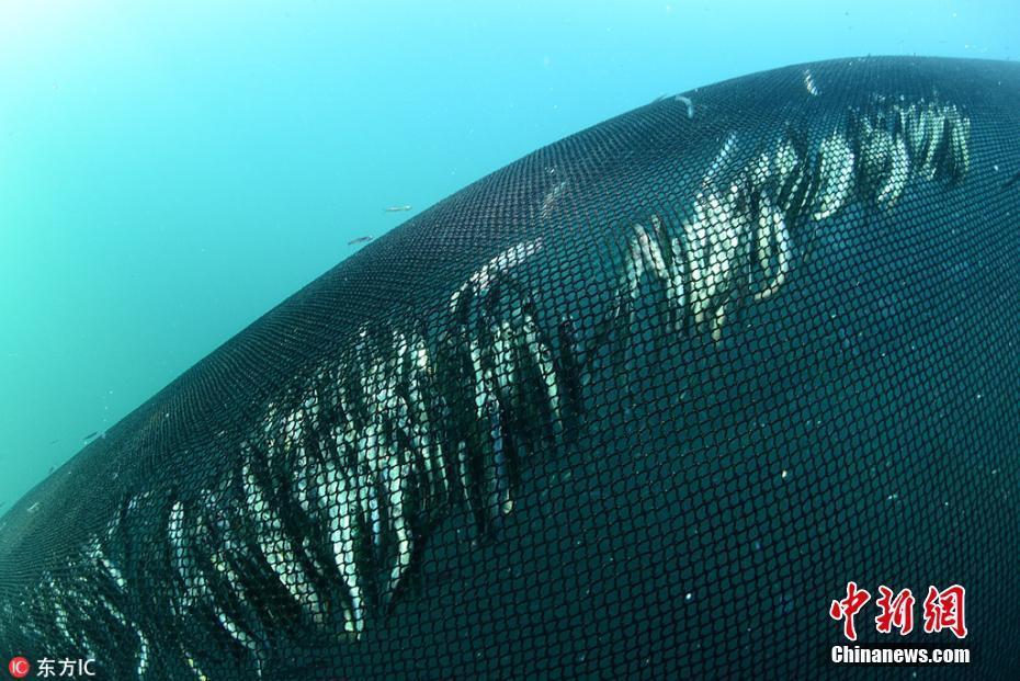 大量鳀魚被魚網(wǎng)捕獲場面壯觀