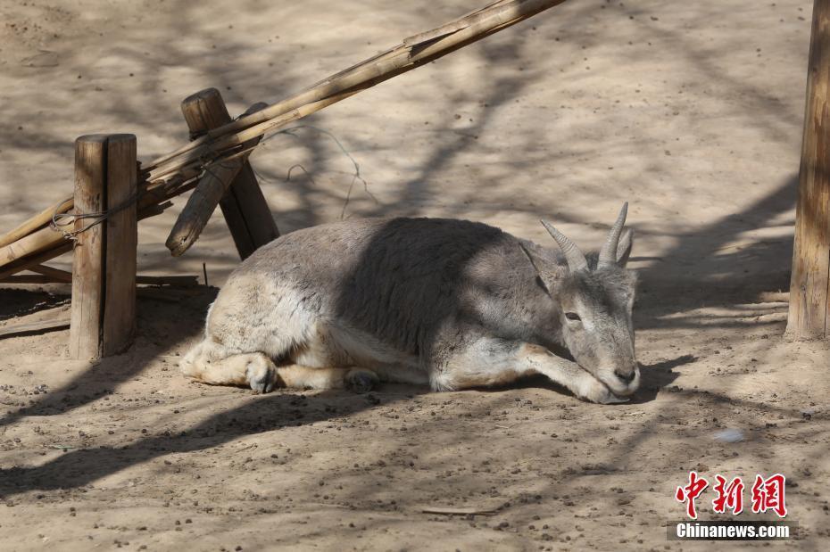 青海西寧氣溫日漸轉暖 動物們也“春困”