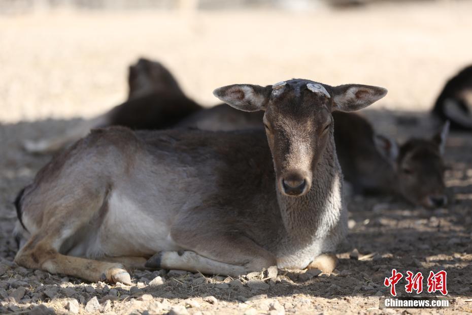 青海西寧氣溫日漸轉暖 動物們也“春困”