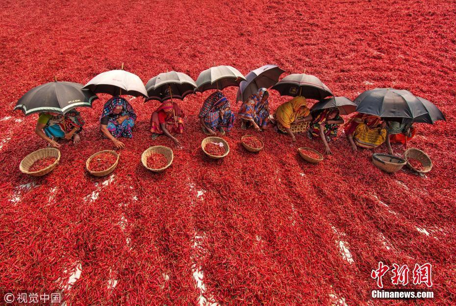 孟加拉國農民晾曬紅辣椒 色彩鮮艷如鋪上紅地毯