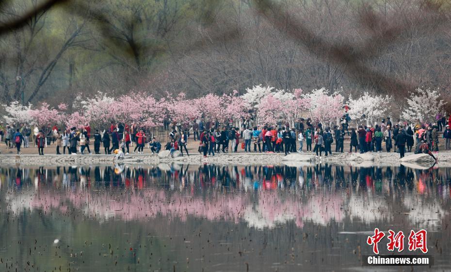 北京玉淵潭公園早櫻綻放吸引游客觀賞