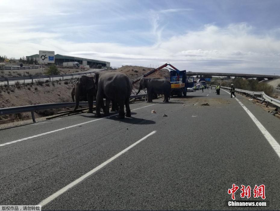 馬戲團卡車發(fā)生翻車事故 大象被摔得頭破血流