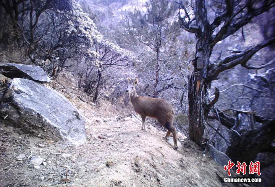 西藏藏東今年首季度捕捉56次雪豹活動(dòng)影像