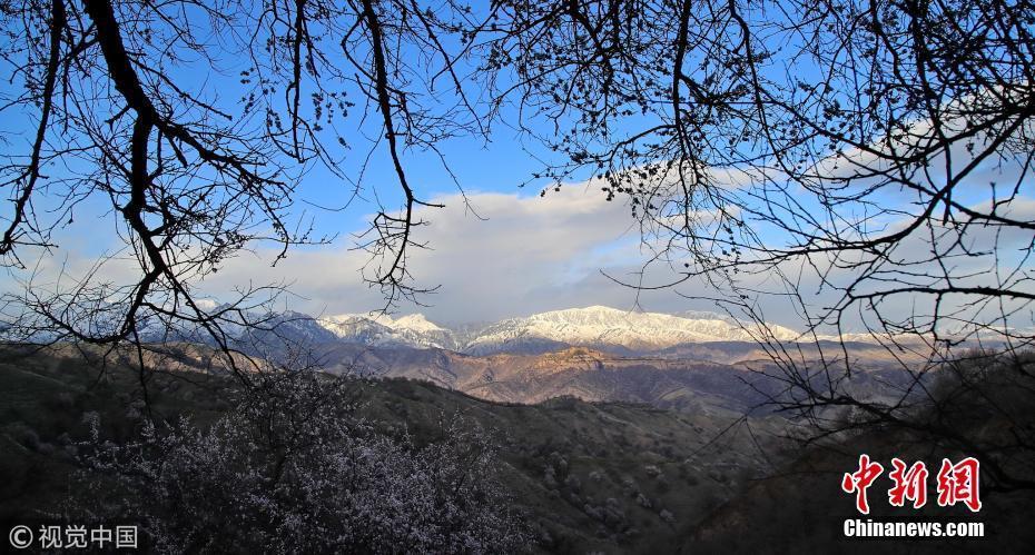 新疆伊犁天山腳下杏花美 春景雪景“兩重天”