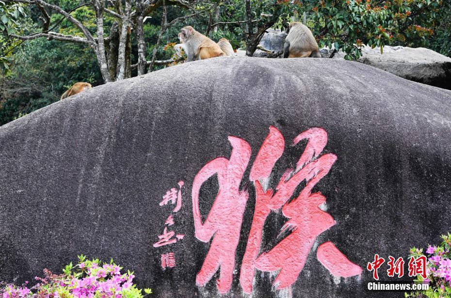 探訪“八閩母親山”——梅花山