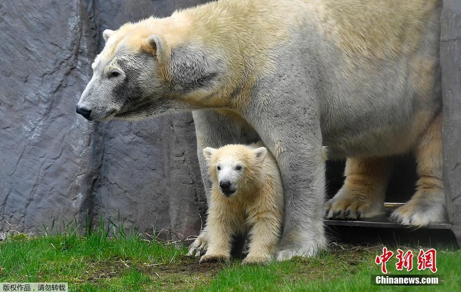 德動物園北極熊寶寶首次出洞“探險” 寸步不離媽媽