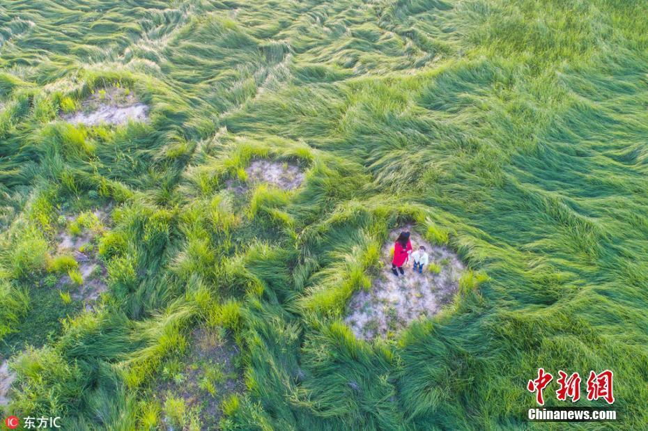 鄱陽(yáng)湖持續(xù)低水位一片綠油油“草浪”