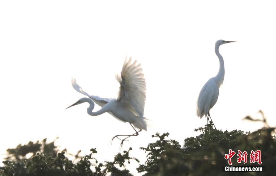 數(shù)萬鷺鳥棲息南昌象山森林公園 成獨(dú)特風(fēng)景線