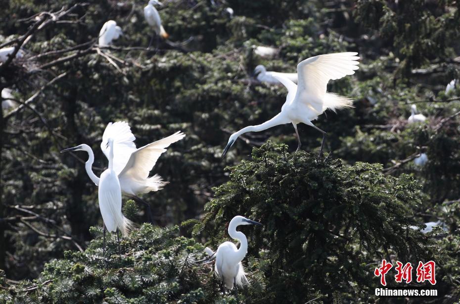 數(shù)萬(wàn)鷺鳥(niǎo)棲息南昌象山森林公園 成獨(dú)特風(fēng)景線