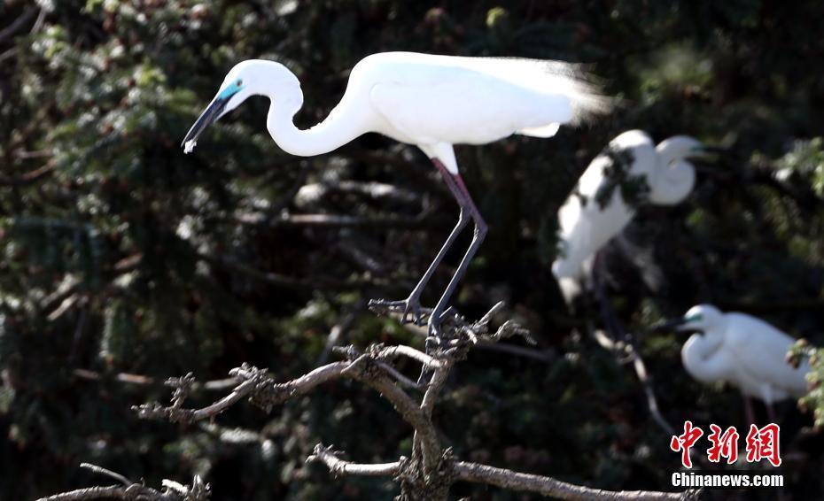 數(shù)萬鷺鳥棲息南昌象山森林公園 成獨特風(fēng)景線