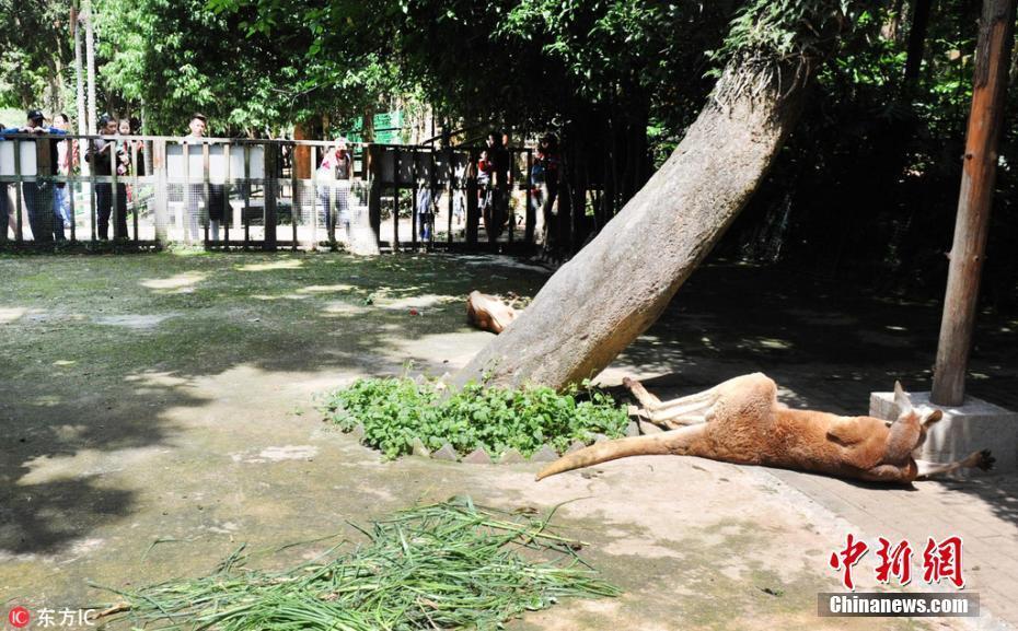 福州動(dòng)物園游客扔石塊砸袋鼠 致一死一傷