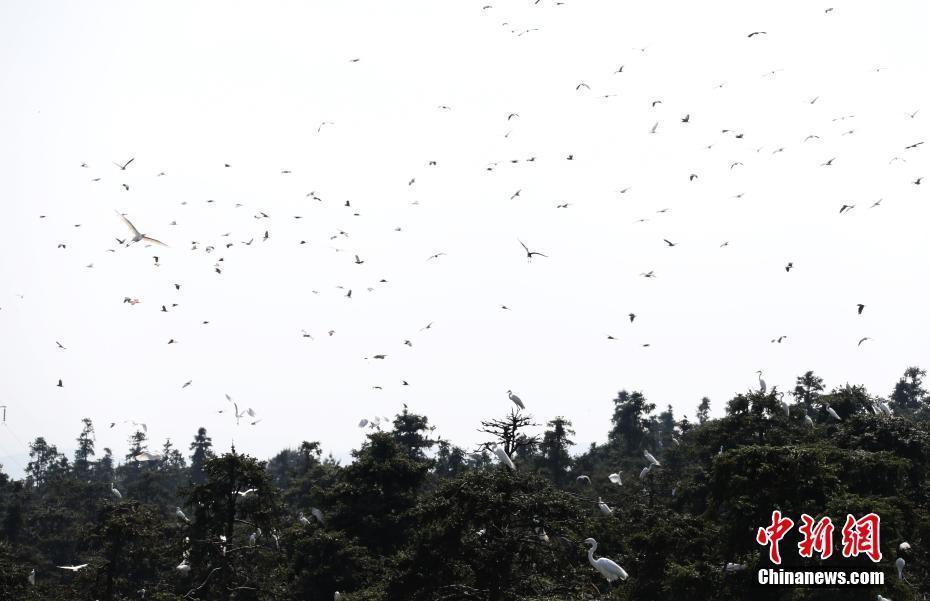 數(shù)萬鷺鳥棲息南昌象山森林公園 成獨(dú)特風(fēng)景線