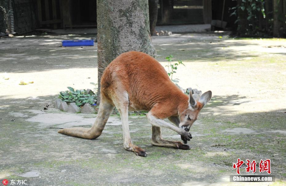 福州動物園游客扔石塊砸袋鼠 致一死一傷