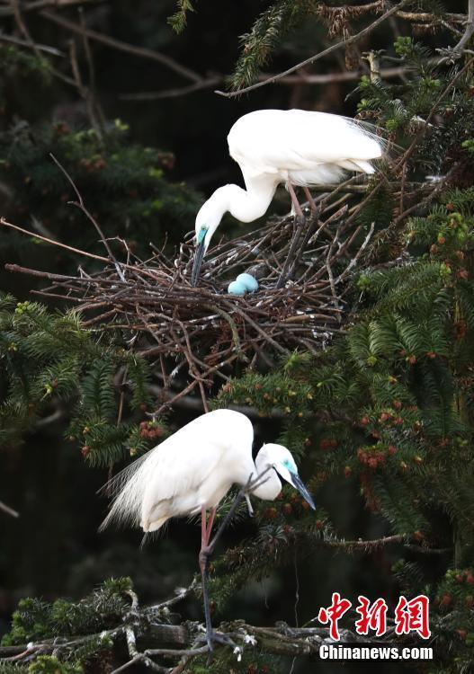 數(shù)萬鷺鳥棲息南昌象山森林公園 成獨特風(fēng)景線