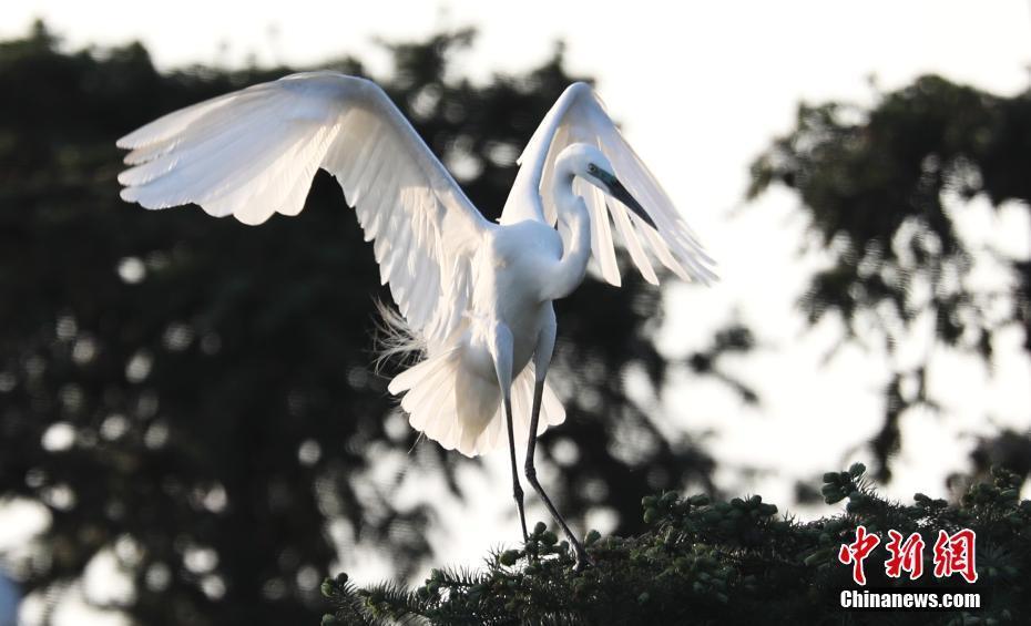 數(shù)萬(wàn)鷺鳥(niǎo)棲息南昌象山森林公園 成獨(dú)特風(fēng)景線