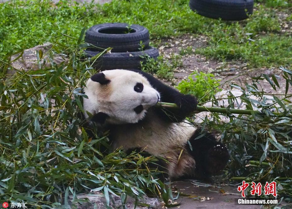 大熊貓“越獄”失敗 坐姿慵懶啃竹子