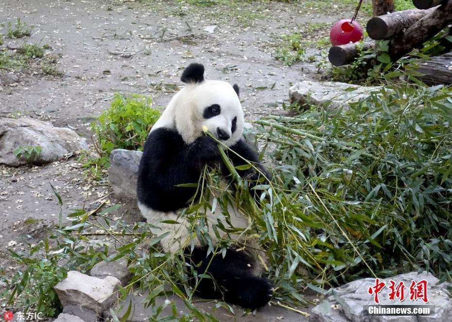 大熊貓“越獄”失敗 坐姿慵懶啃竹子