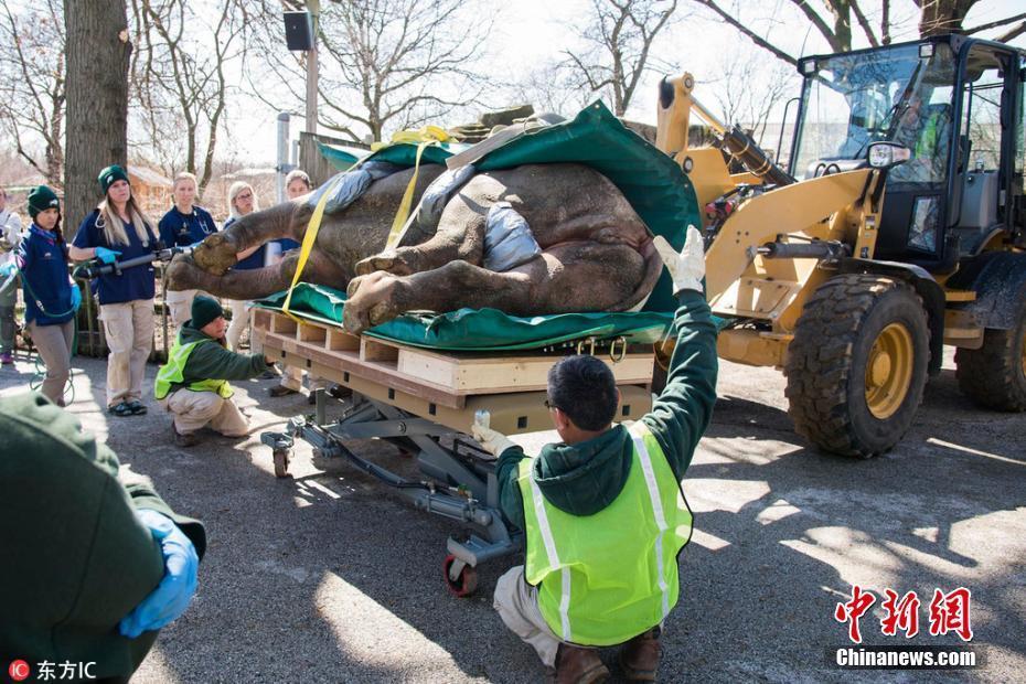 美動物園犀牛接受CT掃描 體重超一噸近40人搬運