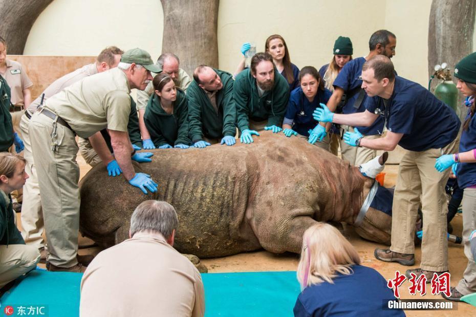 美動(dòng)物園犀牛接受CT掃描 體重超一噸近40人搬運(yùn)