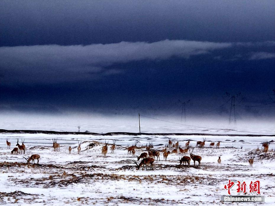 可可西里數(shù)千只藏羚羊雪中覓食