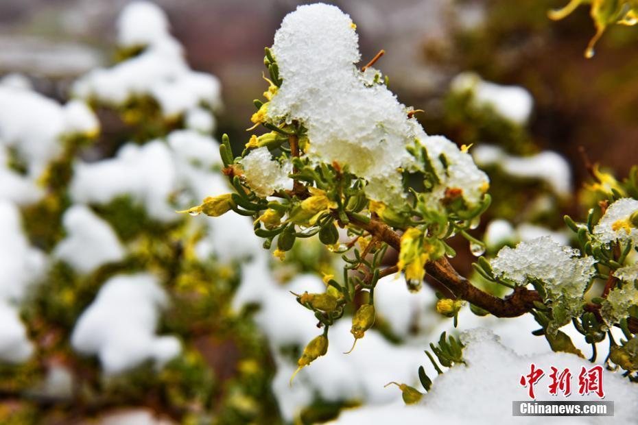甘肅祁連山下迎降雪 山川草原銀裝素裹
