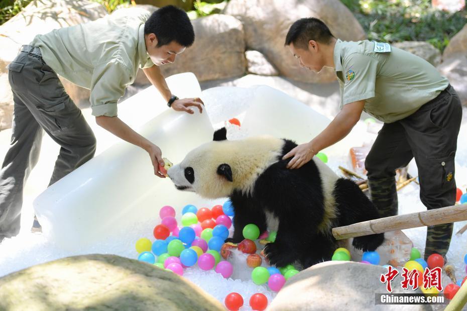 炎炎夏日 廣州大熊貓消暑有“涼”方