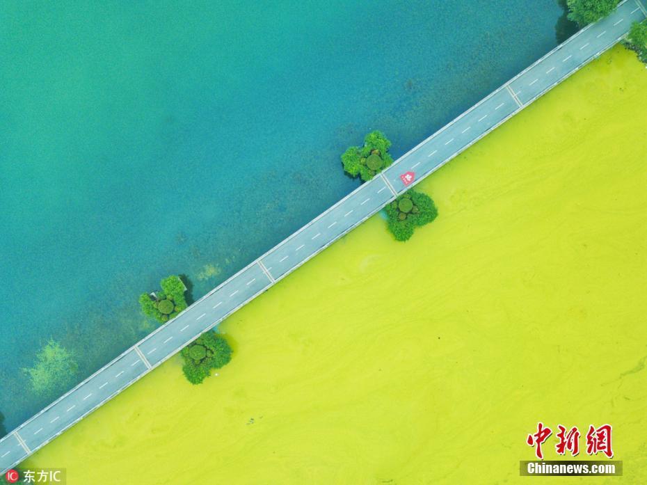 无锡太湖黄色蓝藻泛滥一堤之隔两种水色 中国侨网