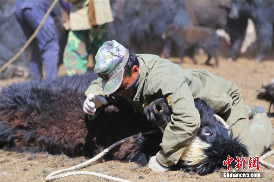 甘肅舉行“剪牛毛比賽” 最快者4分鐘剪完一頭牛