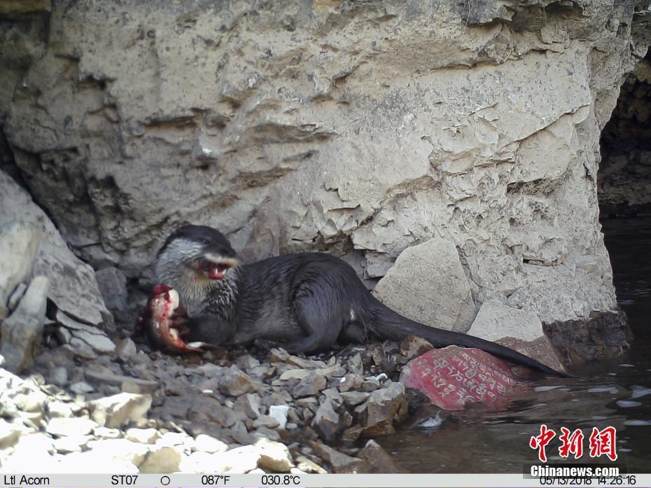 紅外相機(jī)在青海玉樹(shù)記錄到歐亞水獺捕食魚(yú)類活動(dòng)影像