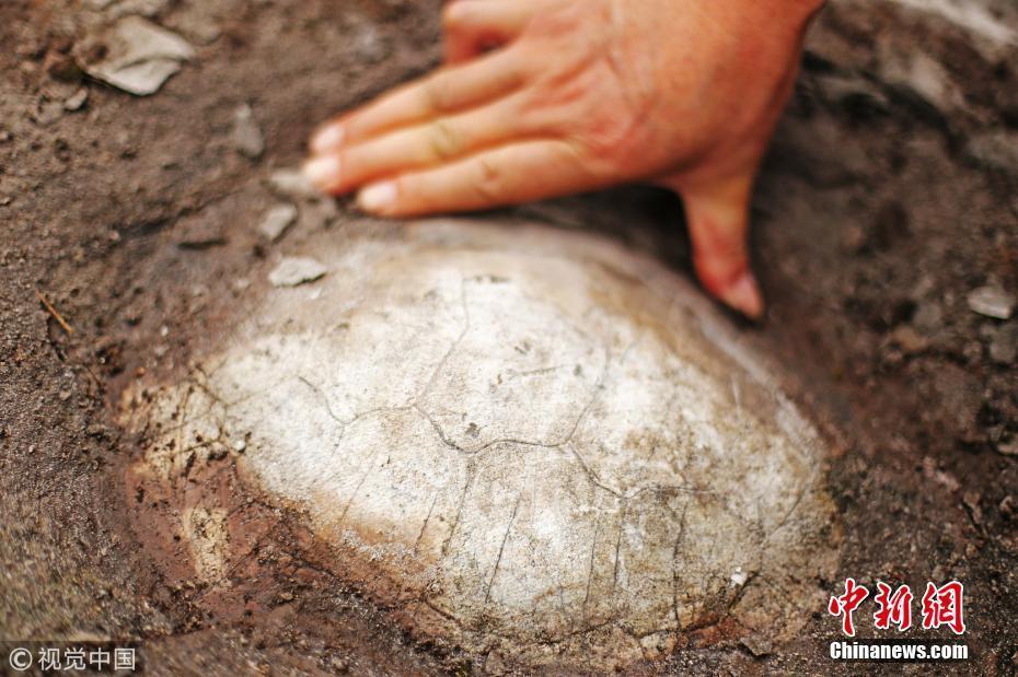 重庆綦江发现1.5亿年前蛇颈龟化石