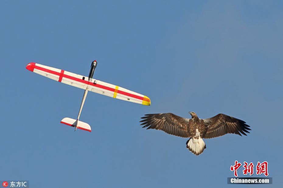 任性海雕同滑翔機模型天空競速 上演“比翼雙飛”