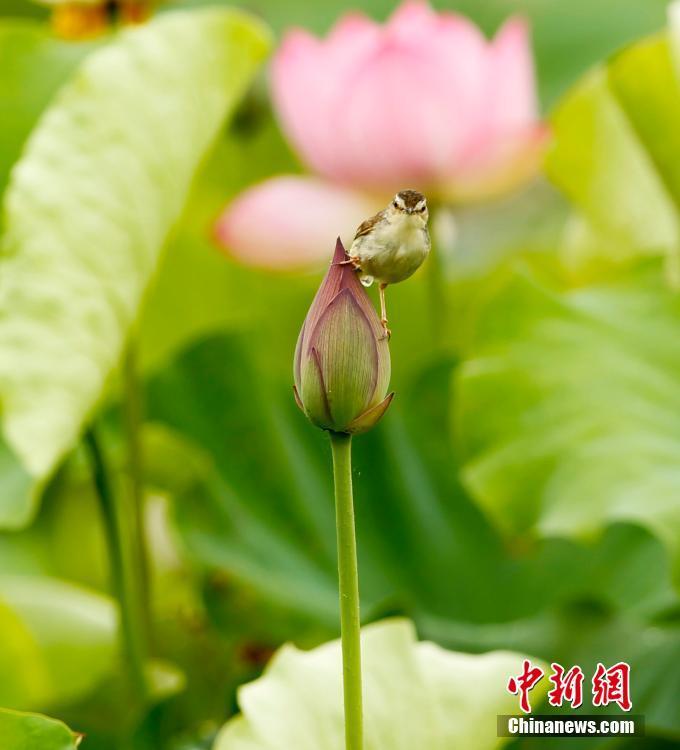 “朱子故里”賞荷季 鳥與荷花媲美