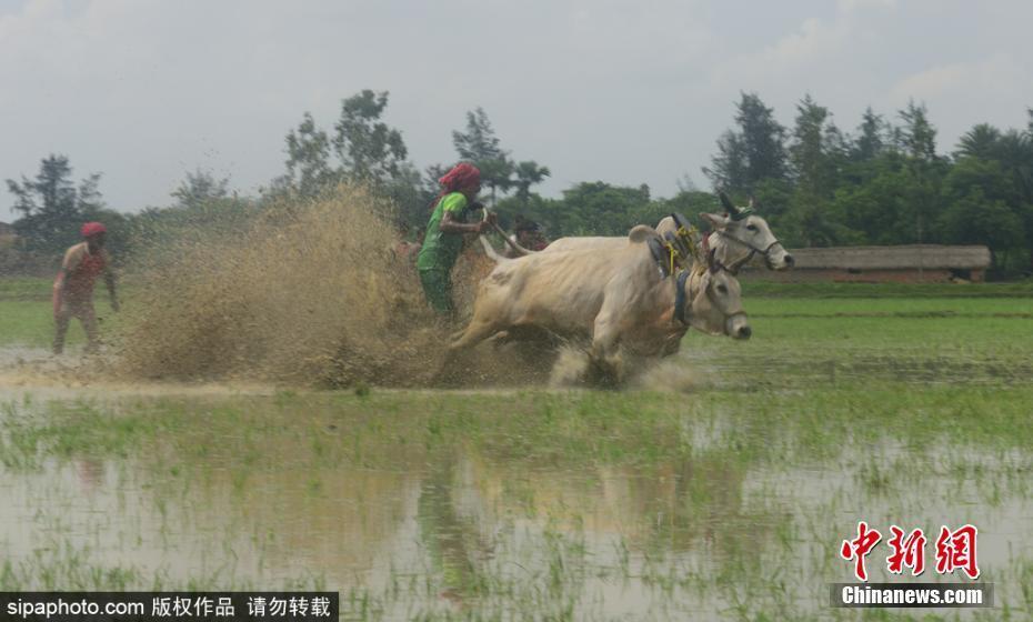 印度農(nóng)民參加耕牛賽跑 農(nóng)田里飛奔激烈比拼