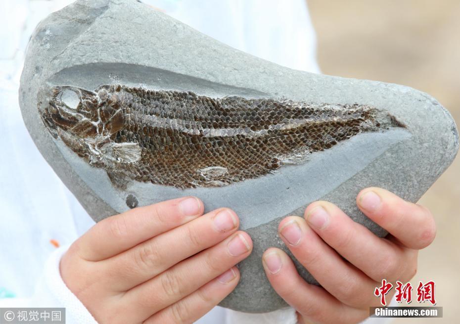 英国女孩海边玩耍意外捡到1.9亿年前化石